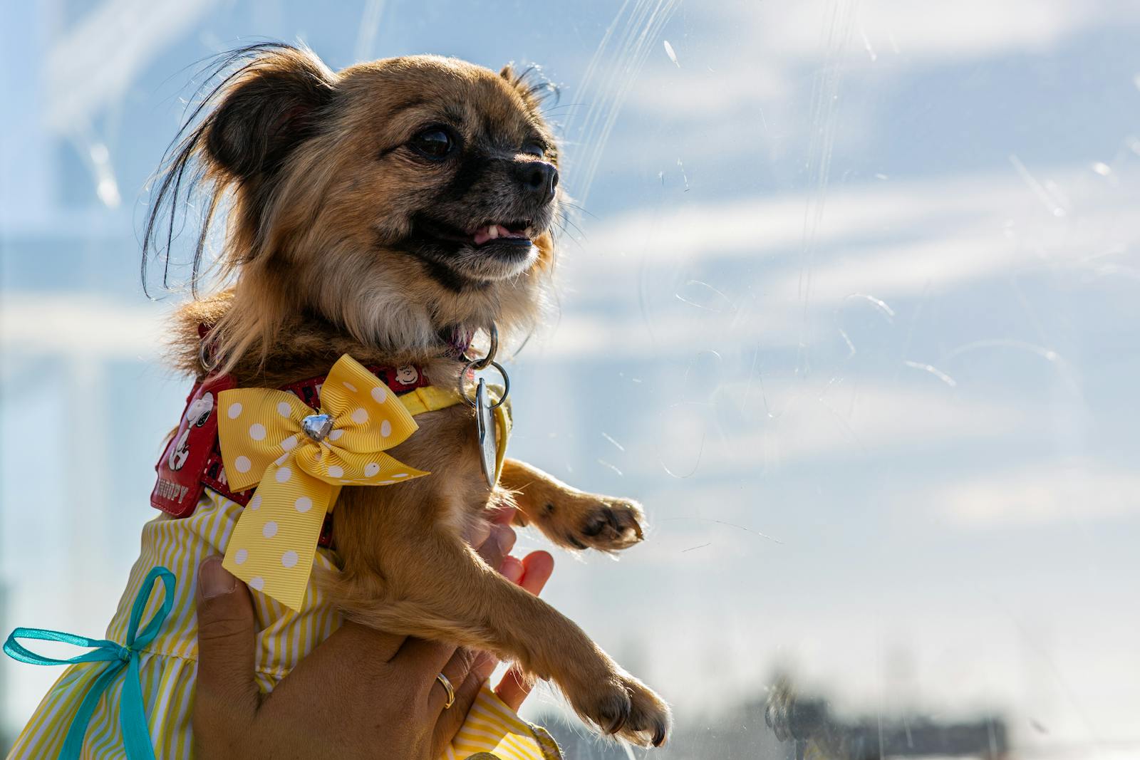 free-photo-of-a-pug-dress-in-dogs-clothing-in-a-park_006.jpeg