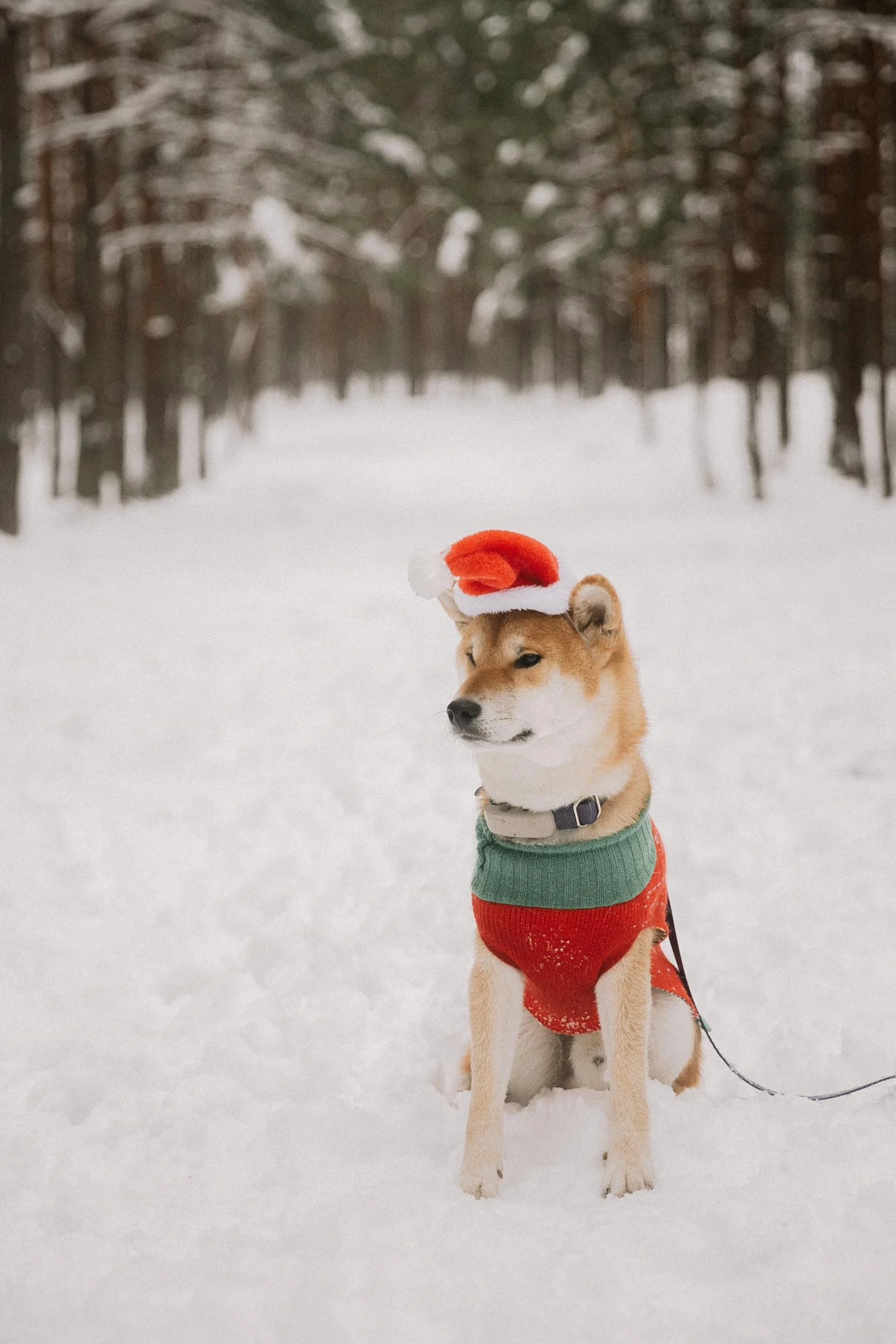 free-photo-of-cute-dog-in-christmas-sweater-and-hat.jpeg