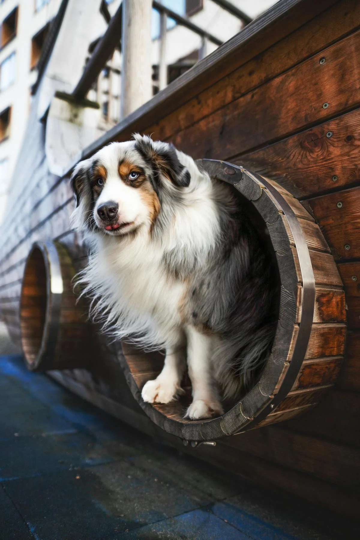 Harga Royal Canin Anjing 10kg