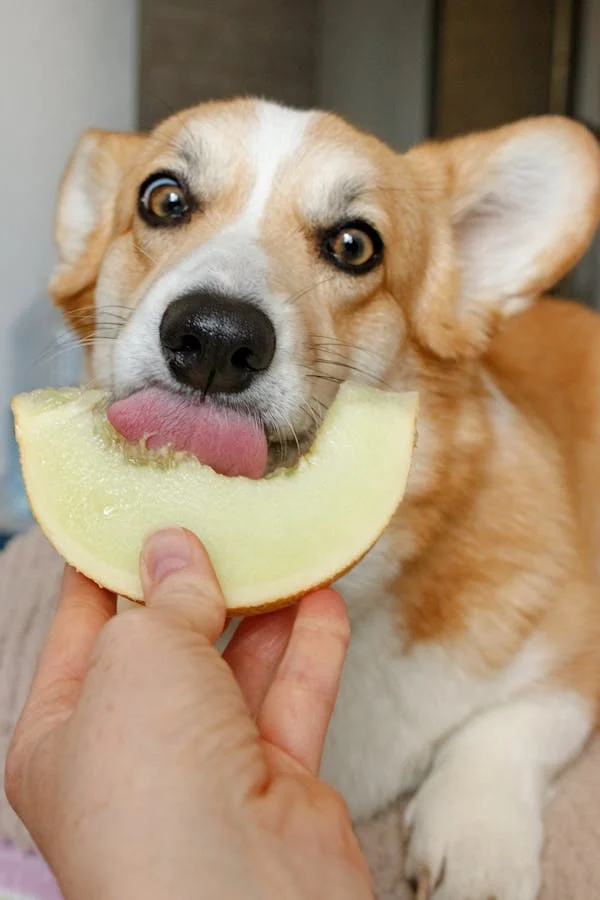 Makanan Beagle
