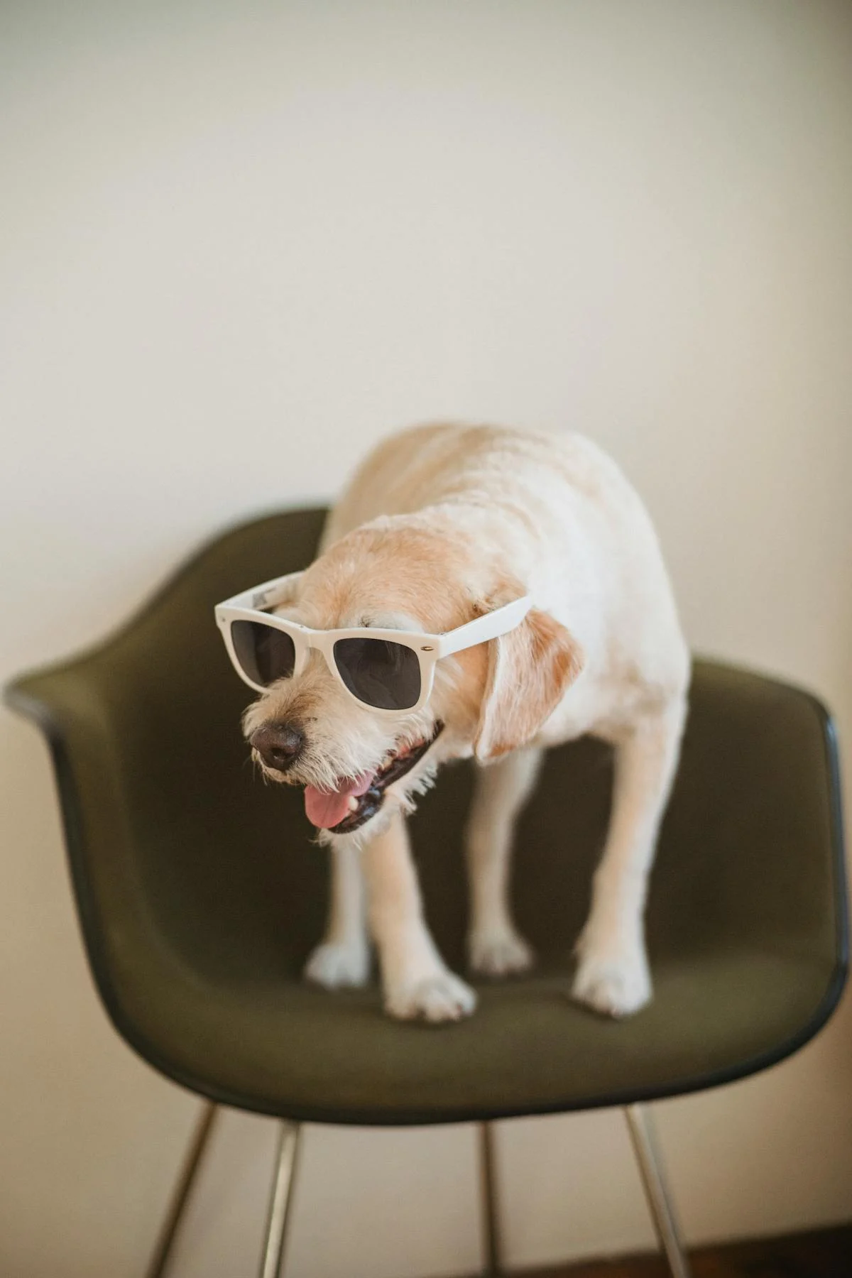 free-photo-of-dog-in-sunglasses.jpeg