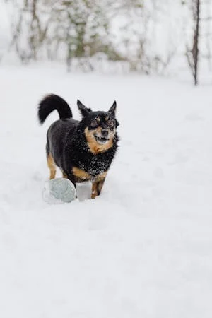 free-photo-of-funny-dog-standing-in-deep-snow-in-a-coni_005.jpeg