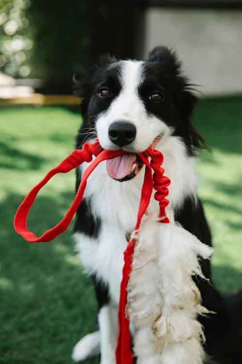 free-photo-of-picture-of-a-border-collie-outside_009.jpeg
